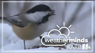 WeatherMinds: An ode to the chickadee
