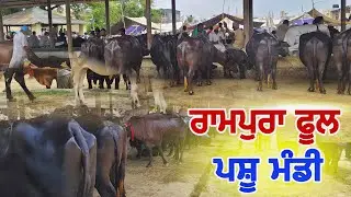 ਪਸ਼ੂ ਮੰਡੀ ਰਾਮਪੁਰਾ ਫੂਲ | punjab rampura phul pashu mandi #mandi #buffalo