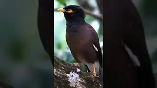 Talking birds শালিক পাখী/myna bird sounds#shorts