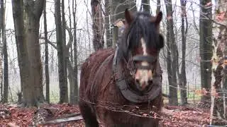 Belgian Draft Horses: a course in the techniques of horse logging (part 2)