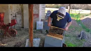 Equalizing 2 colonies by swapping their location. #Honeybees #Beekeeping