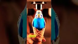 Magical parrot appears from ice cream cone #magical #parrots #icecream #magicshow #magicshorts