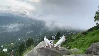 Fancy Birds