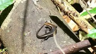 Copeoglossum nigropunctatum (black-spotted skink, common coppery mabuya) hunting, French Guiana