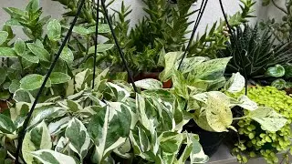Meu cantinho verde 🪴como estão as plantas que foram queimadas estão se recuperando bem?