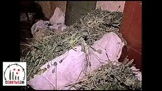 Наркоман мак растил, чтобы с иглы соскочить