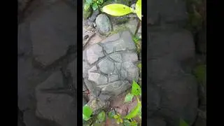 Gold sign markings turtle #treasure #youtubeshorts #treasurehunt