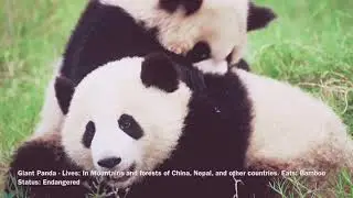 Ten Unique Animals Of Asia