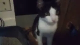 My cat is so cute