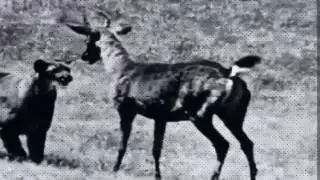 Deer - I Want It All [Industrial Trip Hop]
