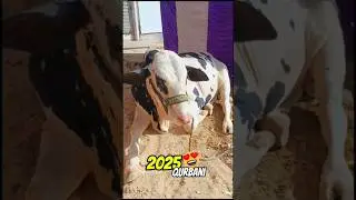(Australian cow 2025 qurbani)#2025qurbani#trending#bull#bigcow#viralshort#animals#youtubeshort#vreel