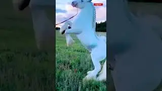10 Horse Breeds You Will Not Believe Exist
