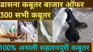 Dasna Kabutar Bajar Sale Offer 300 Pr |Panjabi Mdrasi 300 Pr |#Saharanpuri Kabutar |1/11/25