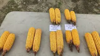 Corn Fertility: End of season Conclusions