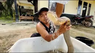 NEKAT MANDIKAN KING COBRA MONSTER RAKSASA..!!! 