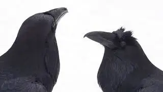 Raven Couple Having a Domestic Chat
