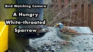 A White-throated Sparrow Explores The Bird Feeder - Bird Watching Camera
