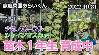 【ぶどうの苗木1年生】第１００回、来年のためにひと手間【コンテナ栽培】