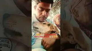 #pets