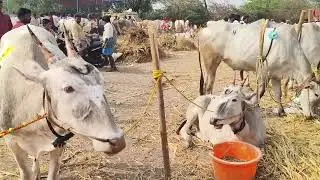 Raravi Yellamma Cattle's pair in letest video | hallikar pair video's 2026