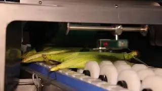 Corn Cobette & Tail Cutter / Mısır Ko&ccedil;an & P&uuml;sk&uuml;l Kesme