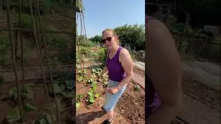 Yay - I have planted out the runner beans!