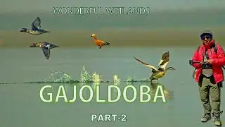 Wonderful Wetlands | TRAVEL & BIRDING AT GAJOLDOBA | Rare birding | Teesta Barrage | PART-2