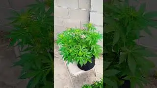 #ILGM White Widow Auto - Outside edition