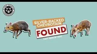 Lost to FOUND: Silver-backed Chevrotain Rediscovered in Vietnam