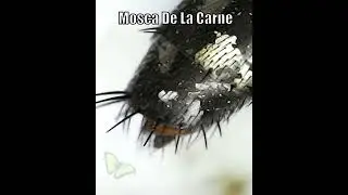 Mosca de la Carne