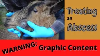 Лечение абсцесса | Уход за здоровьем коз | Графическое предупреждение