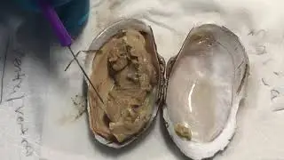 Biology for Majors! Clam Dissection