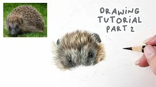 How to Draw a Realistic Hedgehog | Hedgehog Coloured Pencil Tutorial Part 2