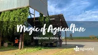 Voluminous vines