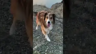 Love this dog trick ❤️ #bordercollie #dogtraining #discdog #trickdog #dogtricks #cutedog #lovelydog