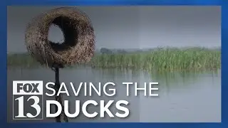 Community groups placing henhouses on Utah Lake to save ducks