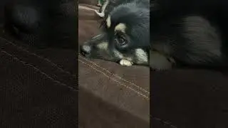 Should I post more of Milo or Toby
