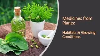 Medicines from Plants & Rosy Periwinkle (A-Level Geography)