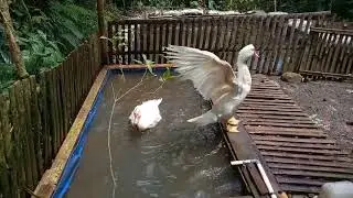 PENTINGNYA KOLAM UNTUK ENTOK❗❗Khusus untuk sestem umbaran di kandang terbuka