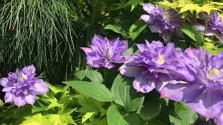 Clematis Blue Explosion | My English Rose garden
