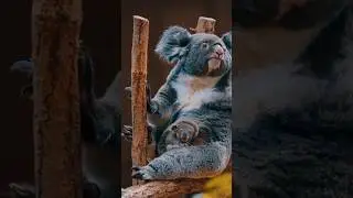Koala❤️👌😃 #shorts #viralvideo