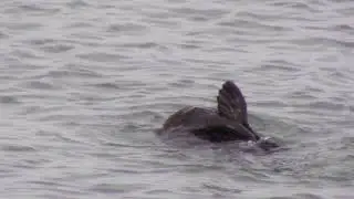 moss landing wildlife area 04 07 2019 1