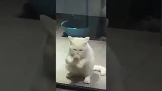 What he figured 😂😂🐱🐱 #funny #cat #daily #kitten #animal #paws