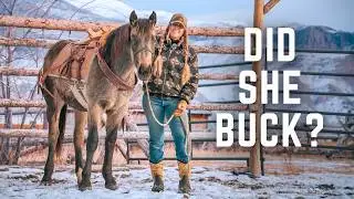 Starting a Half Draft Filly | Mesa's First Saddle Experience