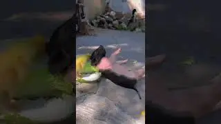 🐖спит #2023 #рекомендации #топ #youtubevideo #shorts