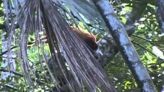 Napo Wildlife Center