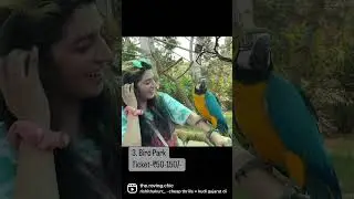 Amazing Things to do in Chandigarh | Chandigarh itinerary #travelshorts #chandigarhbirdpark