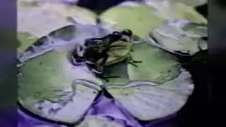 Frog on the Floor - 100 gecs (remix by doodlebug)