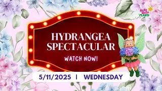 Hydrange Spectacular🪻