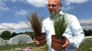 Carex comans potted week 27